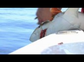 sharkbite