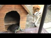 dogvsturtle