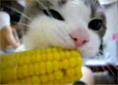corncat