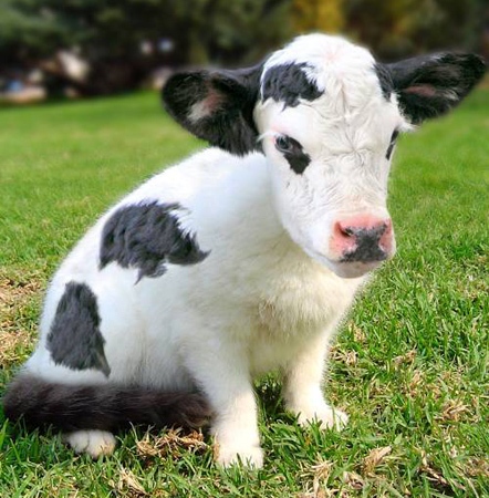 baby cow