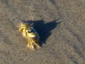 batcrab