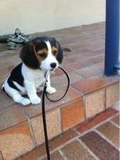 puppy