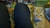 wtfpets