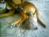 Tortoise bites dog’s balls