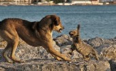 dogvscat