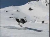 I think I reached the end of the internet: A skiing ostrich
