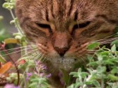 Today I learned cats get high on catnip