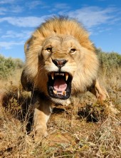charginglion