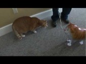 Cat vs Cat Balloon