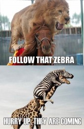 follow