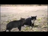 Dog breaks up cat fight
