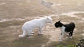 catfight
