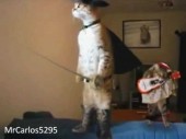 Rocky, the musketeer cat