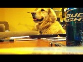Puppy loves guitar