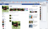 horse