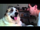 Dog sucker punches dude in the face