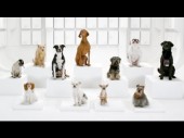 Star Wars Imperial March performed by dogs