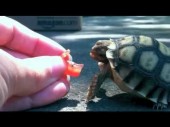 Kevin the tortoise vs a tomato